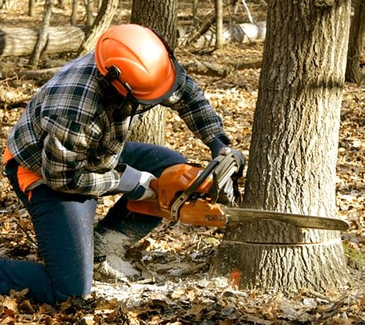 Tree Removal in Sheffield, IL